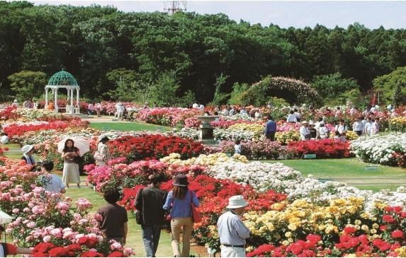 京成バラ園（イメージ）
