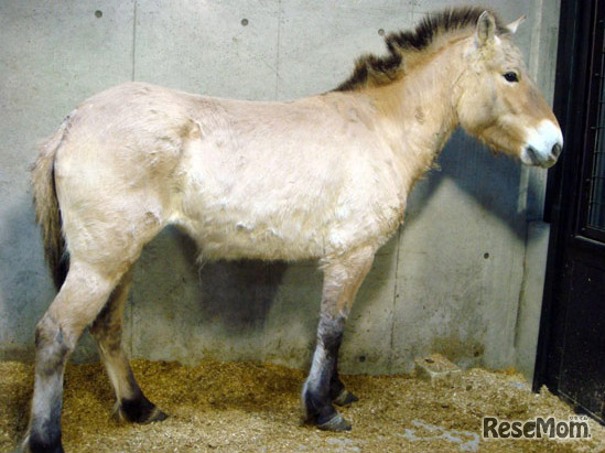 モウコノウマのパーニャ