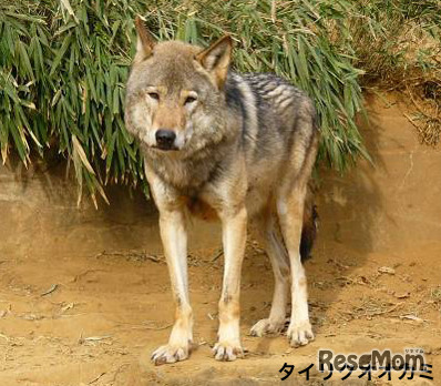 タイリクオオカミ