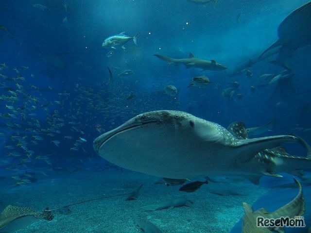 沖縄美ら海水族館