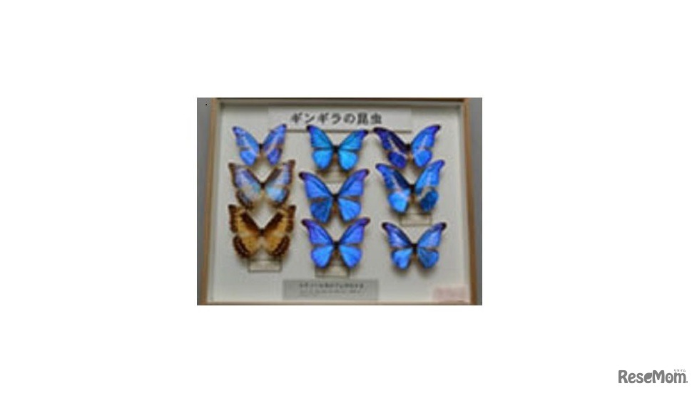 光沢のある蝶の標本
