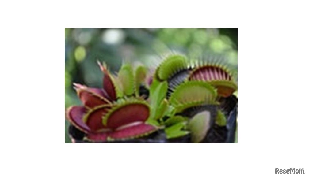 植物名：ハエトリソウ