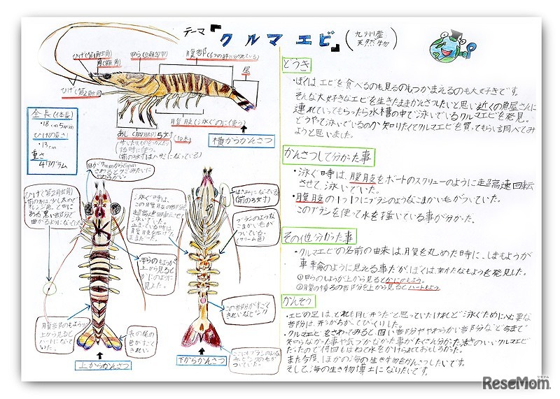 前回入賞作品・日本水産賞「クルマエビ」（観察図）