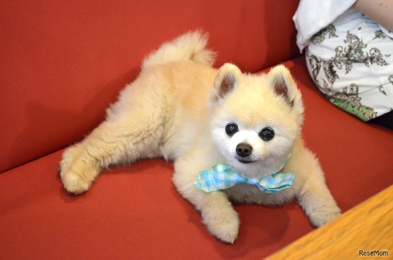 俊ママさんへのインタビュー中は寝ていた俊介君