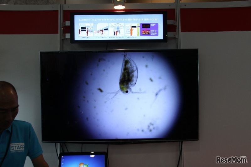 50型テレビにミジンコを映しだす
