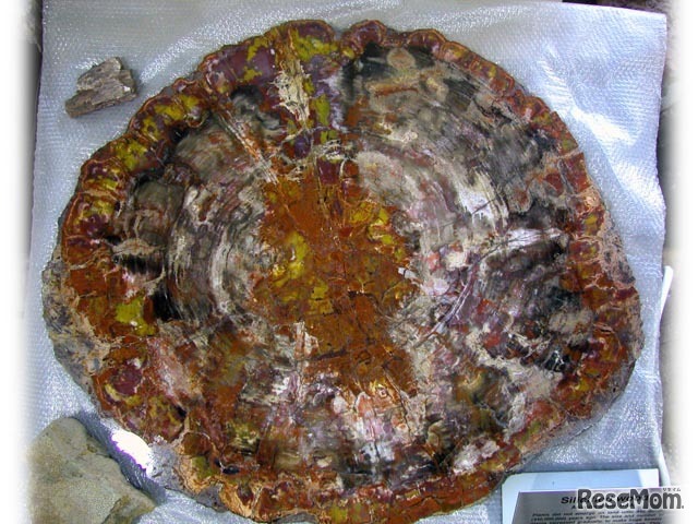 珪化木（アメリカ・アリゾナ産）※参考画像