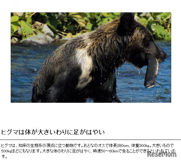 ヒグマは体が大きいわりに足がはやい
