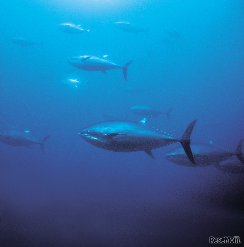 近大マグロ（イメージ）