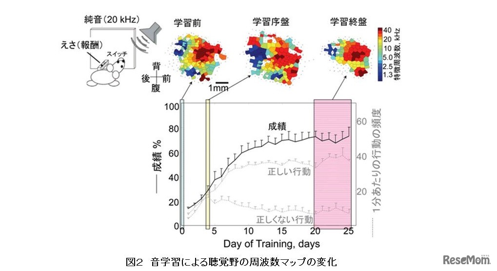 音学習による聴覚野の周波数マップの変化