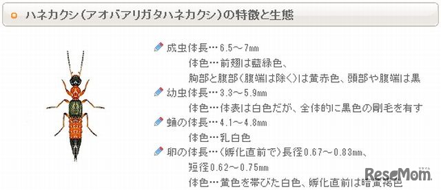 やけど虫（アオバアリガタハネカクシ）