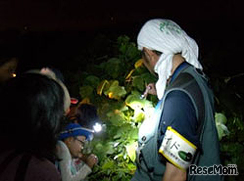 ライトを当てて、生き物を探す