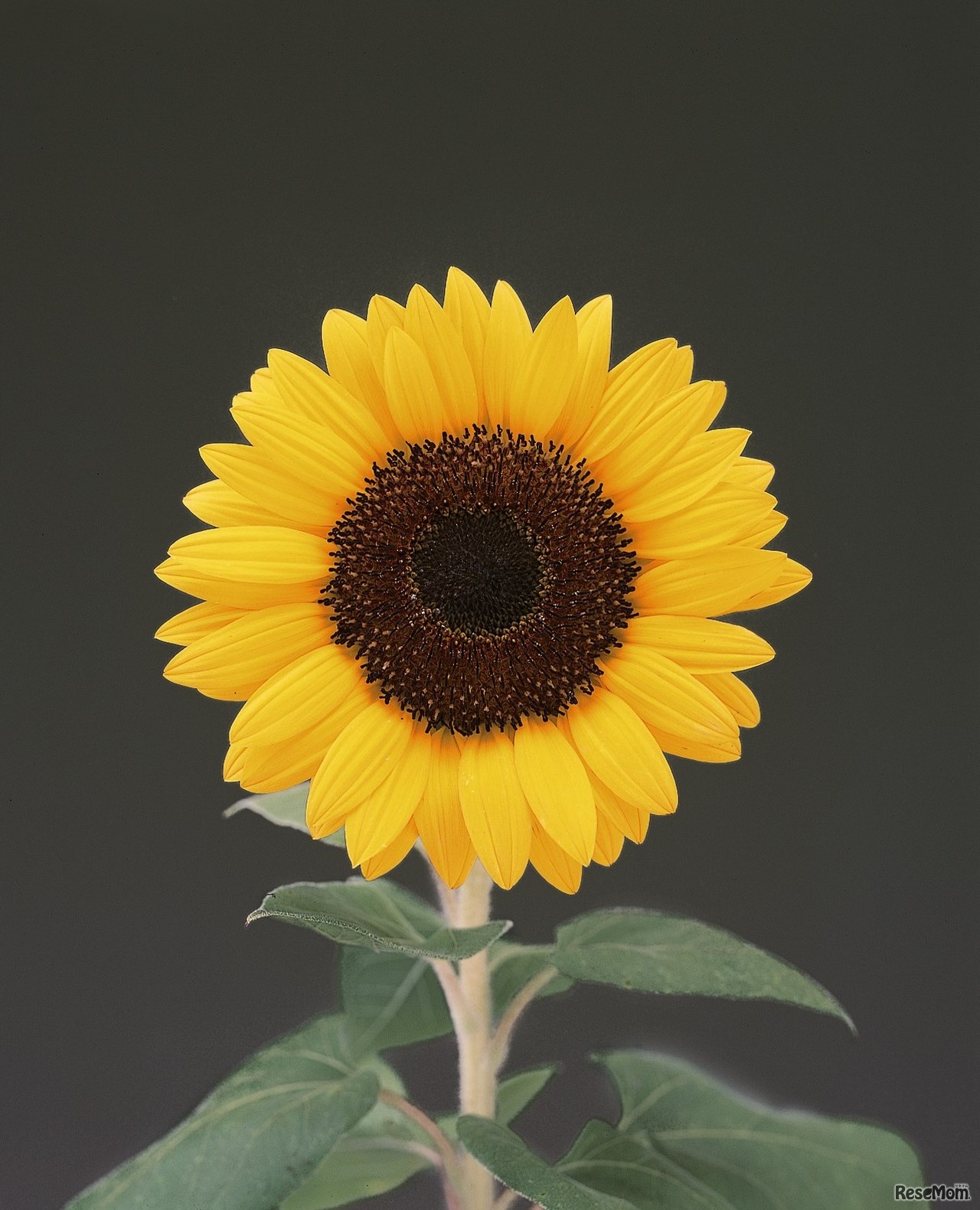 サマーサンリッチ オレンジ 45