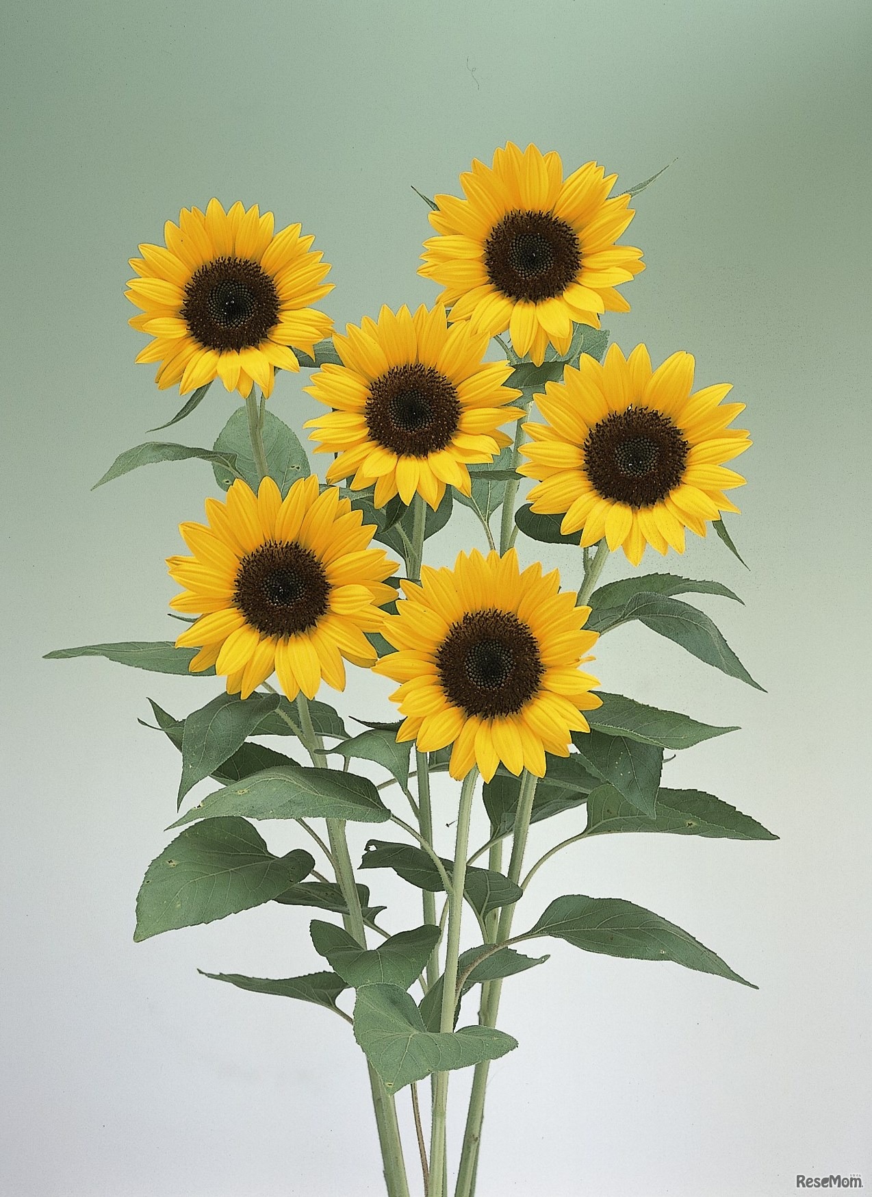 サマーサンリッチ オレンジ 45