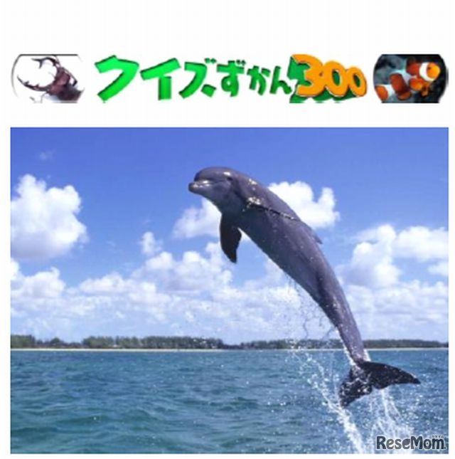 ペンギン・イルカ300