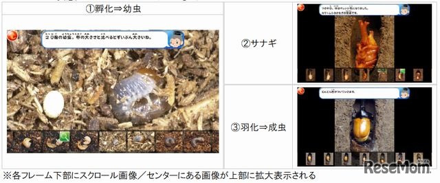 カブトムシ＆クワガタ300「カブトムシの変態」