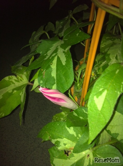 開花直前のつぼみの状態。開花がおわってしぼんだものとの区別は、先端の形状と花びらの巻き具合でわかる