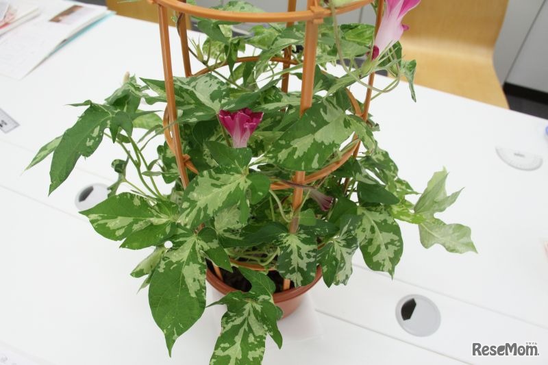 朝顔の観察は受験にも役立つ