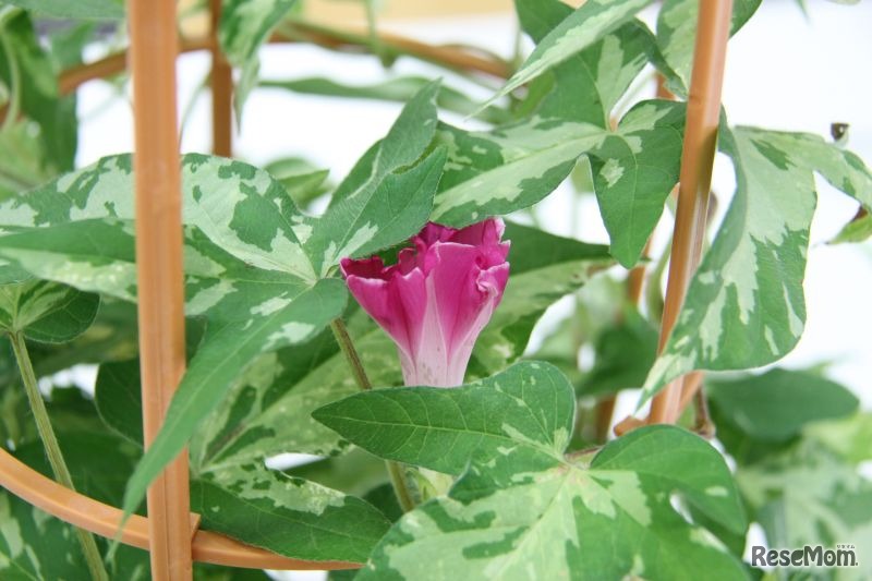 花びらのようす