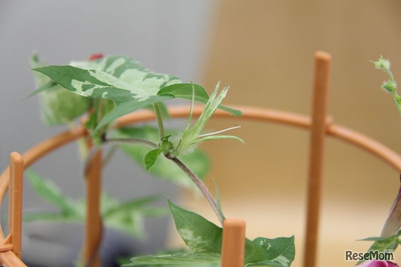 つぼみになる前段階