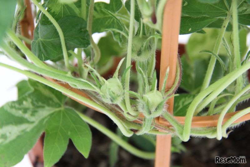 開花が終わり種ができ始めたところ