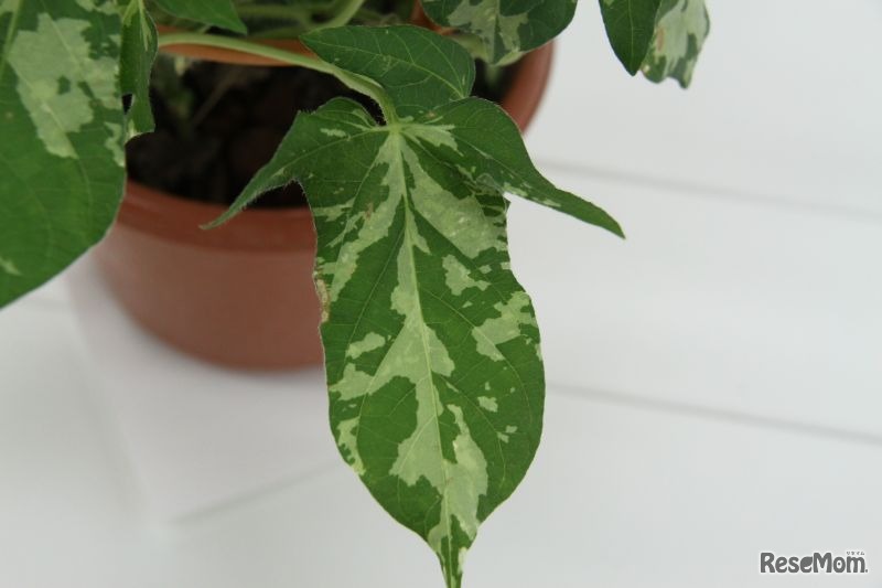 葉の白い模様は葉緑素がない部分。つまり光合成が行われない部分でもある