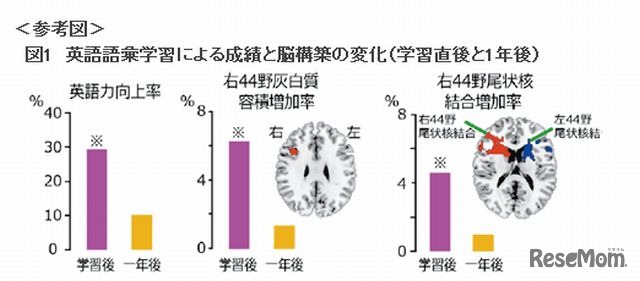 英語語彙学習による成績と脳構築の変化（学習直後と1年後）