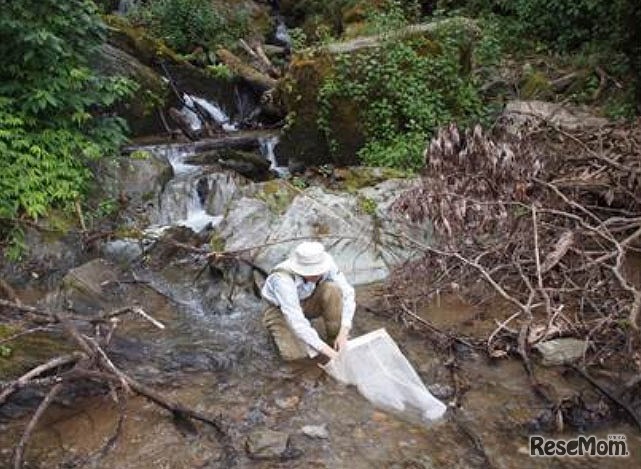 水生昆虫のサンプリング