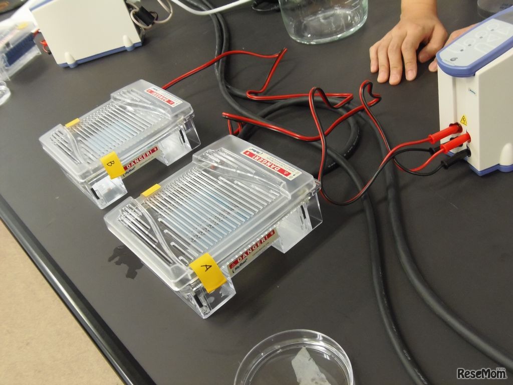 アガロースゲルを電気泳動装置に入れて通電