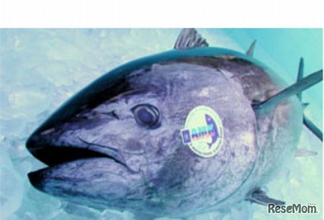 近畿大学が初めて完全養殖に成功した近大マグロ