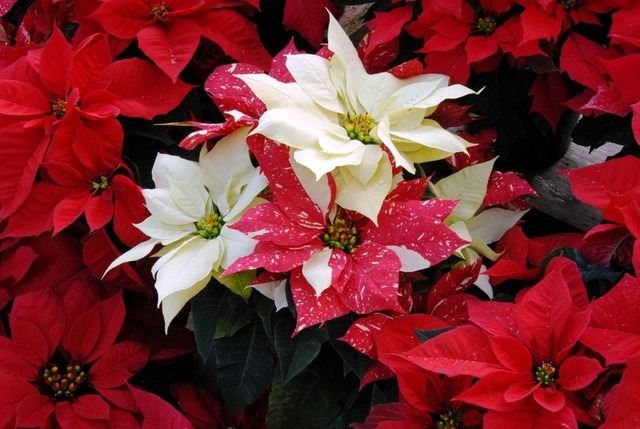 京都府立植物園、ポインセチア展開催