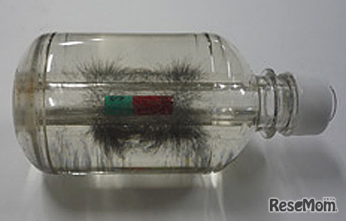 3D磁力線観察実験