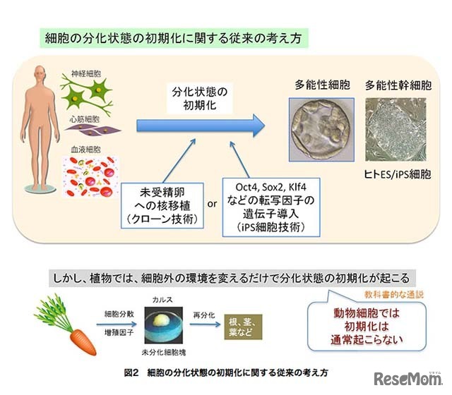 細胞の分化状態の初期化に関する従来の考え方（理化学研究所）