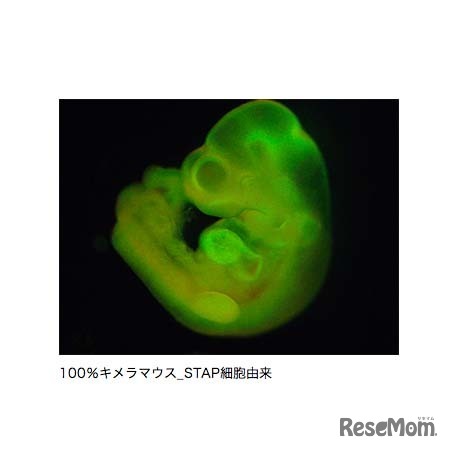 100％キメラマウス　STAP細胞由来（理化学研究所）