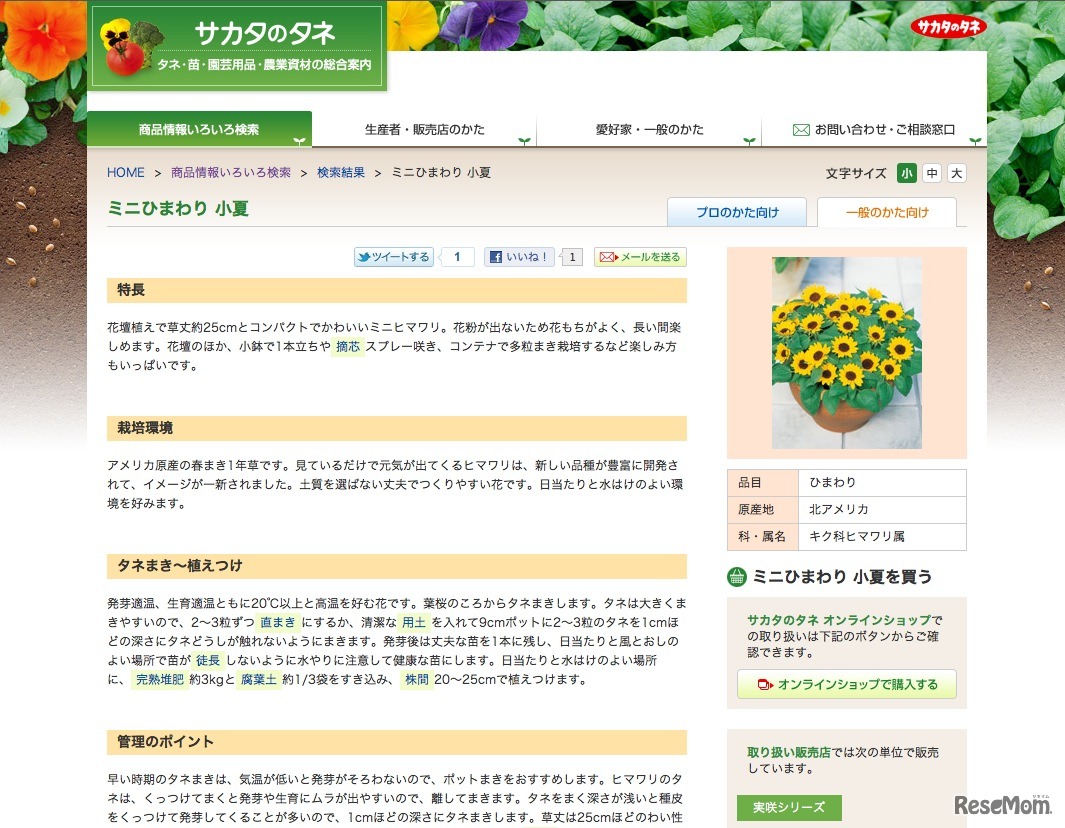 ミニひまわり 小夏