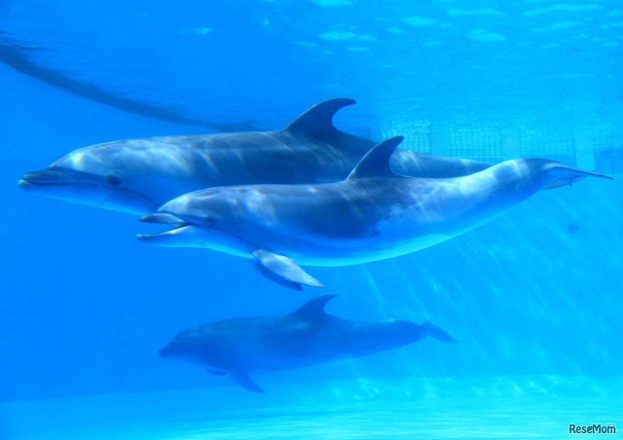 鴨川シーワールド