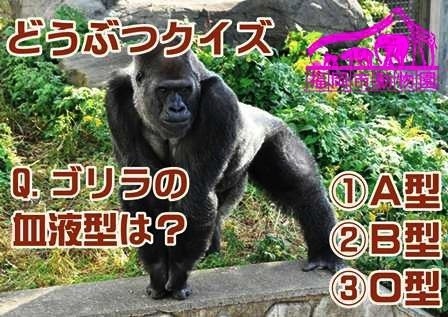 ZOOバス（動物クイズの例）