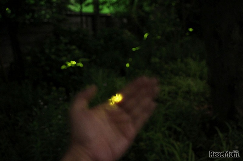 ホタルの夕べ（イメージ）