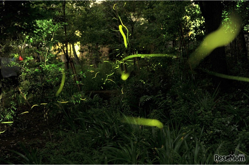 ホタルの夕べ（イメージ）