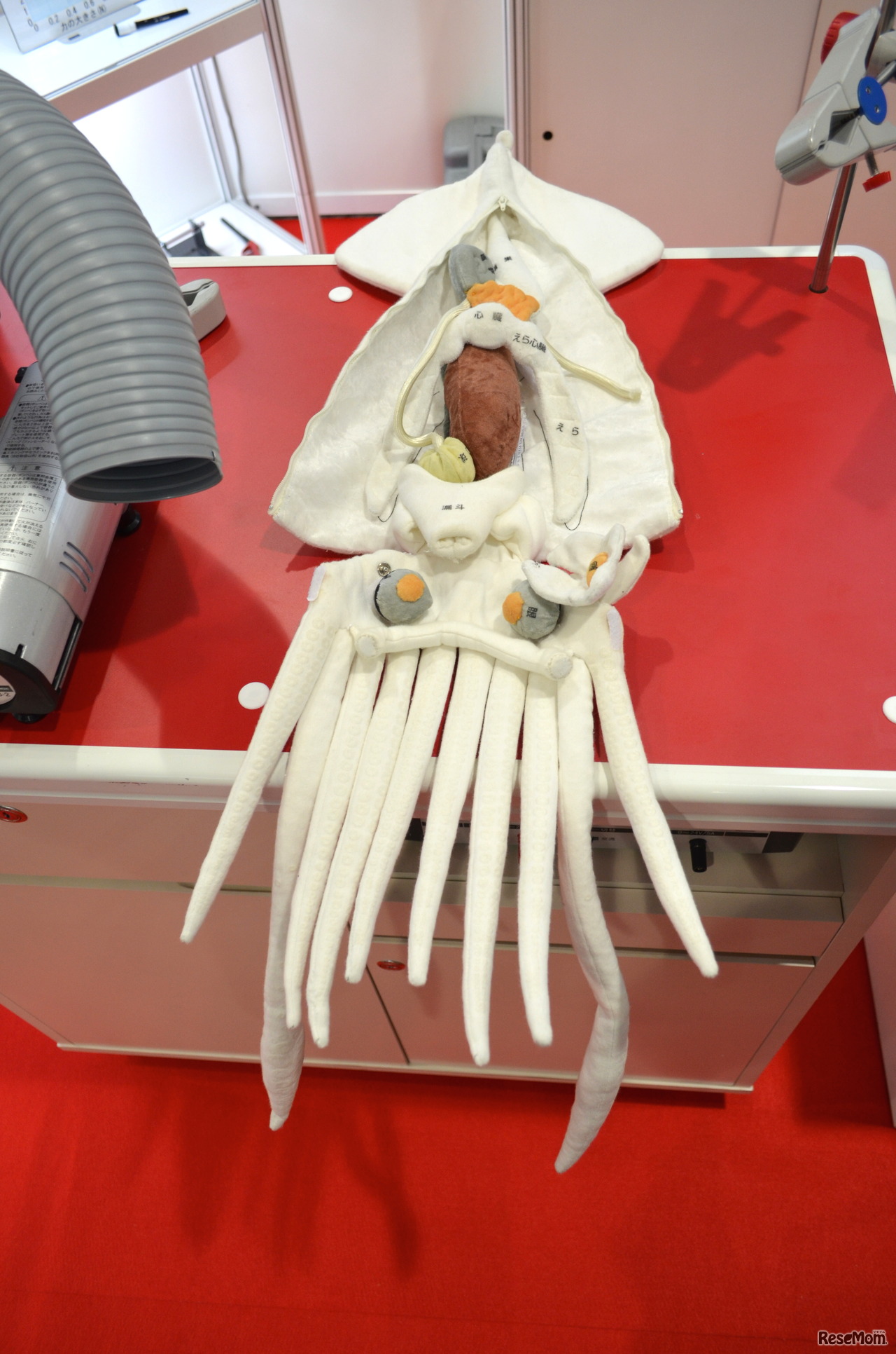 内田洋行ブースに展示されていたイカの解剖モデル
