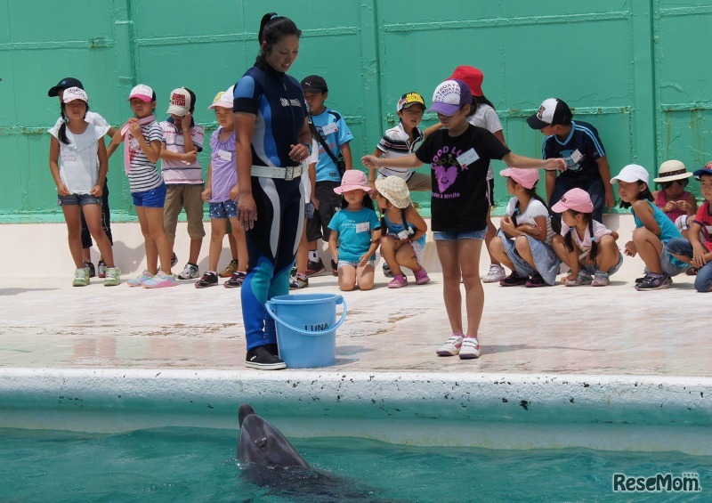 サマースクール（イルカ動かし）