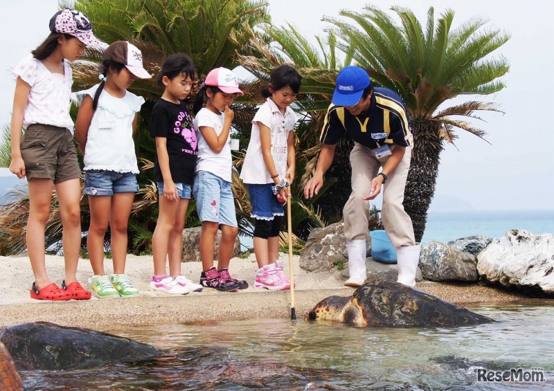 サマースクール（海ガメ）