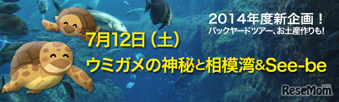 ウミガメの神秘と相模湾