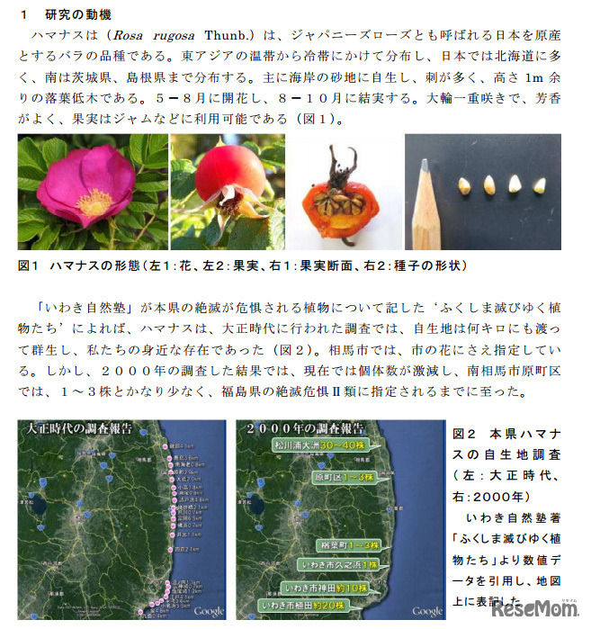 ハマナスの自生地再生を目指して～難発芽性種子の発芽率向上に関する研究～