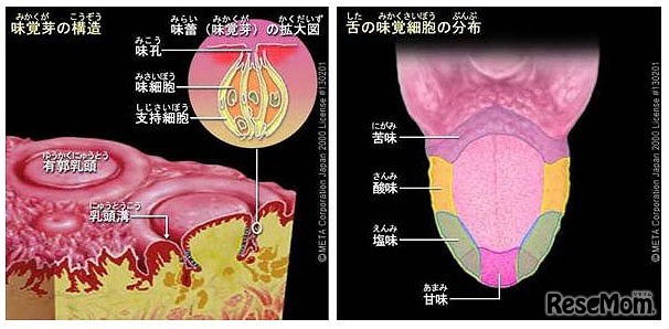 「味や匂いを感じる遺伝子のしくみを調べてみよう」