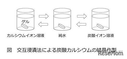 「貝殻の成分：炭酸カルシウムを作ってみよう」