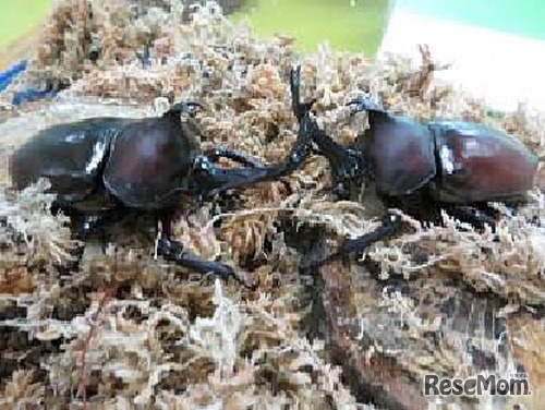 今年のカブトムシ（2014年7月6日撮影）