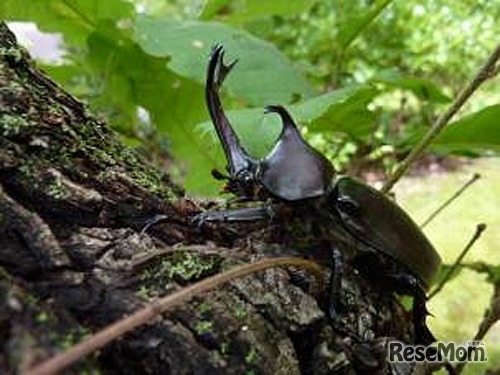 過去のカブトムシ（2011年7月撮影）