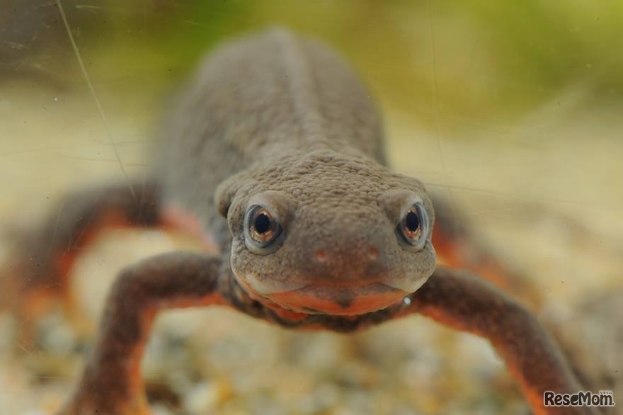 アカハライモリ