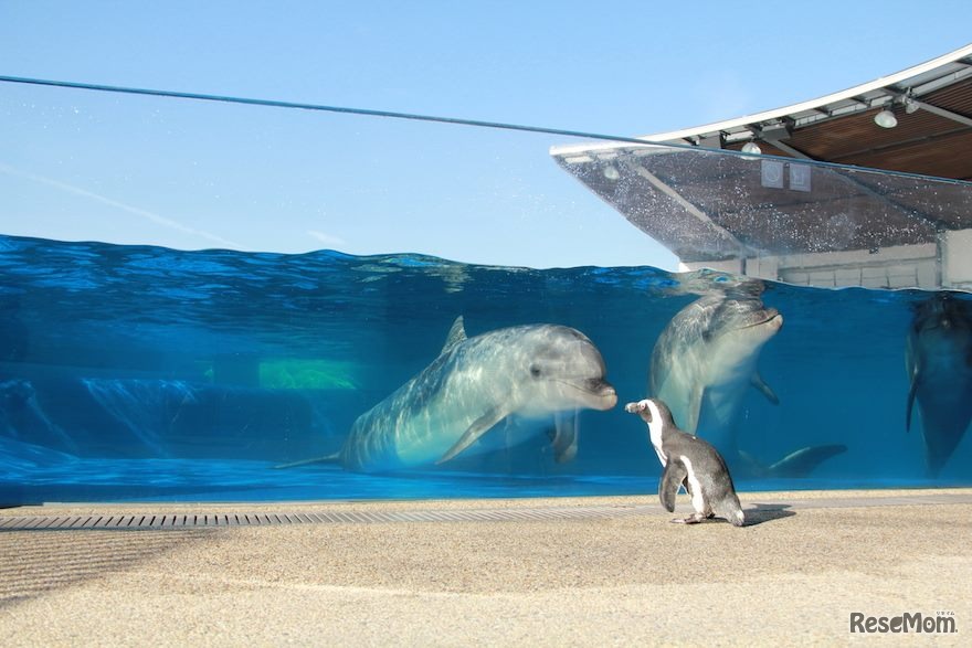 向かい合うイルカとペンギン