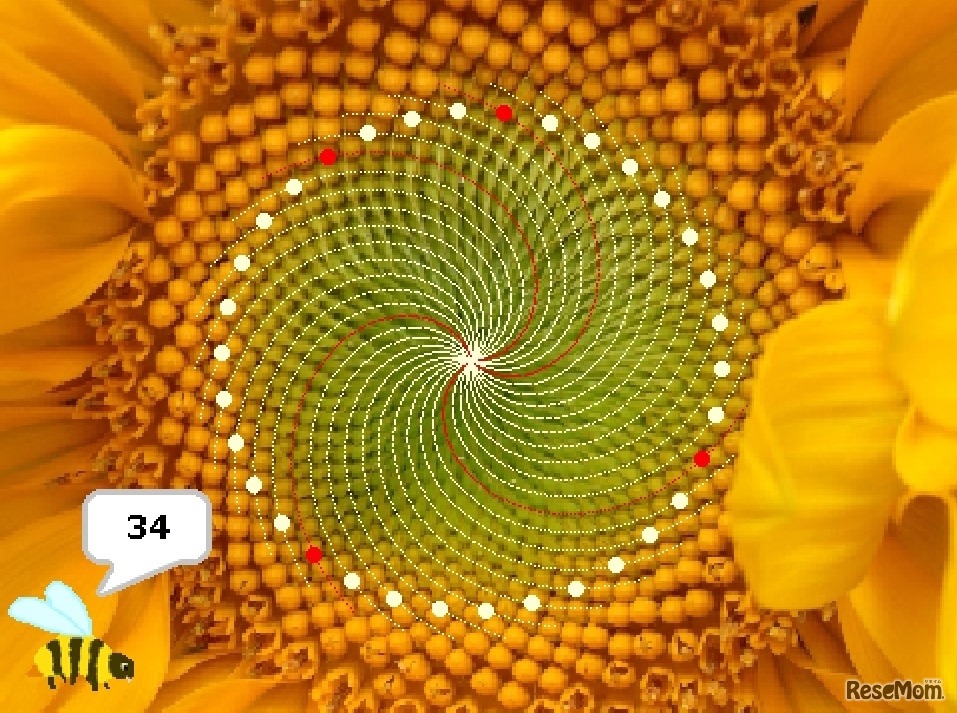 特別号「ひまわりたちの神秘」